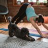 Trainer-Approved Ways To Keep Your Pet Healthy While Limiting Outside Time