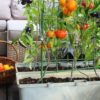 Where To Buy Fruit And Vegetable Seeds Online To Grow Your Own Garden