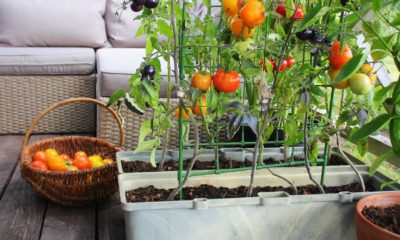 Where To Buy Fruit And Vegetable Seeds Online To Grow Your Own Garden