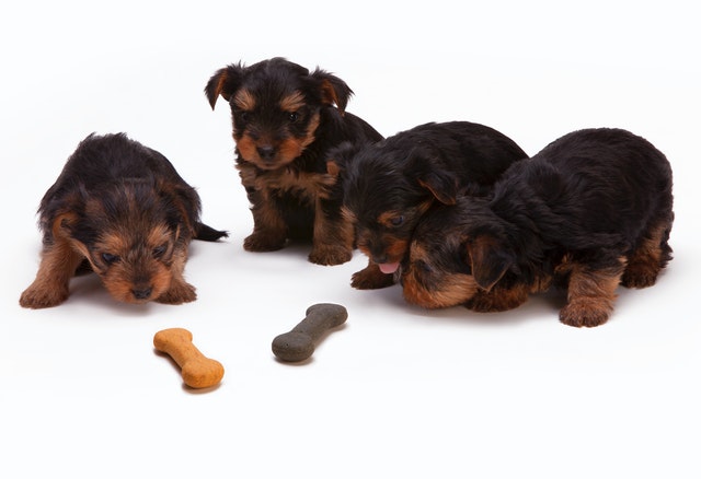 2 Boys raise $400 to help a food pantry during the coronavirus pandemic [they made dog treats]