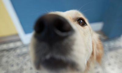 Dogs Are Being Trained To Sniff Out COVID-19 With Stunning Accuracy