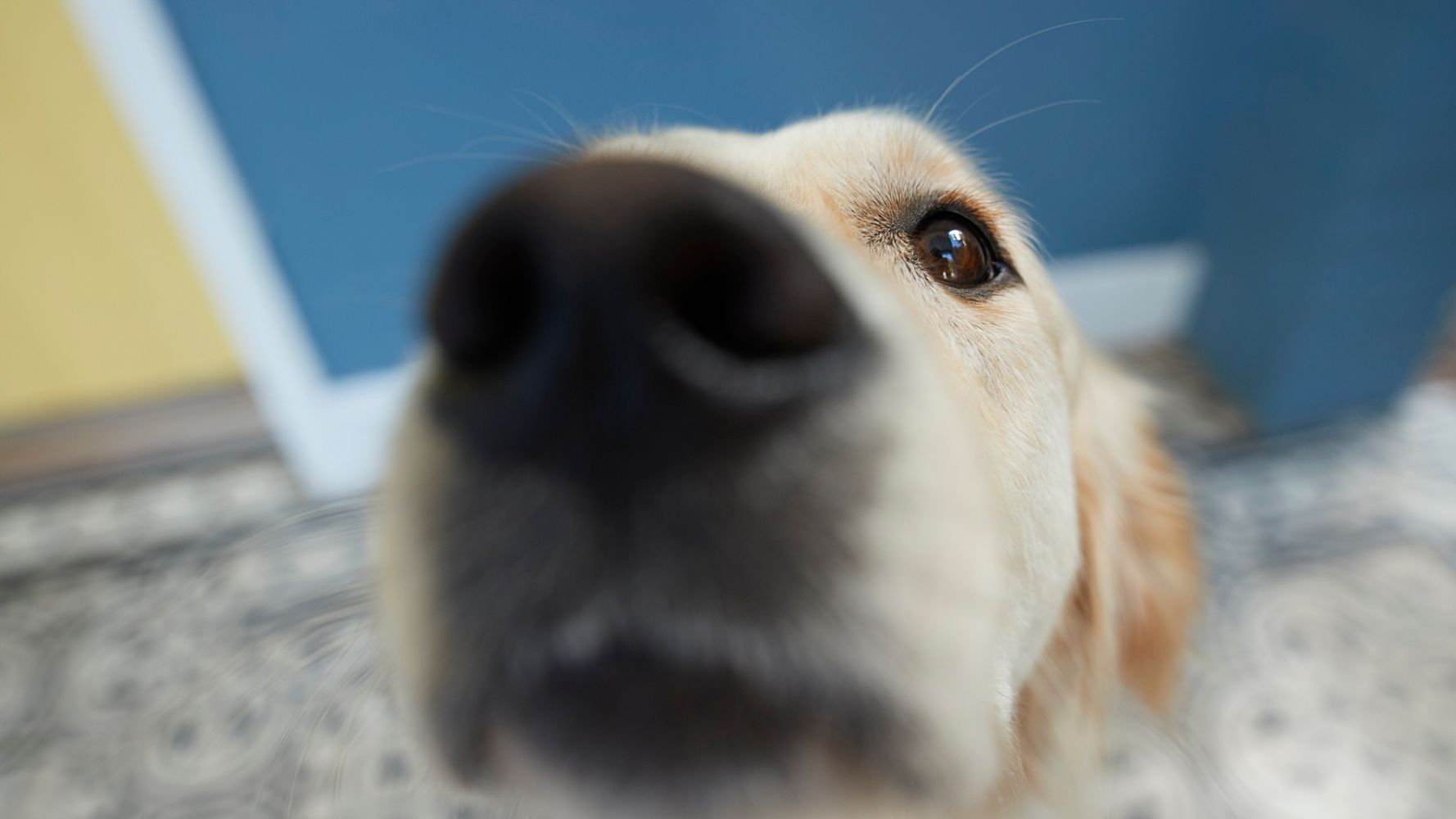 Dogs Are Being Trained To Sniff Out COVID-19 With Stunning Accuracy