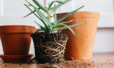 Plants Experts Dish The Dirt On How To Repot Plants Without Killing Them