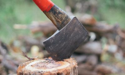 How to Cut down a Tree: Easy and Safe Steps to Follow