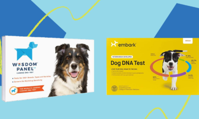 Popular Dog DNA Test Kits Embark And Wisdom Panel Are On Sale For Prime Day