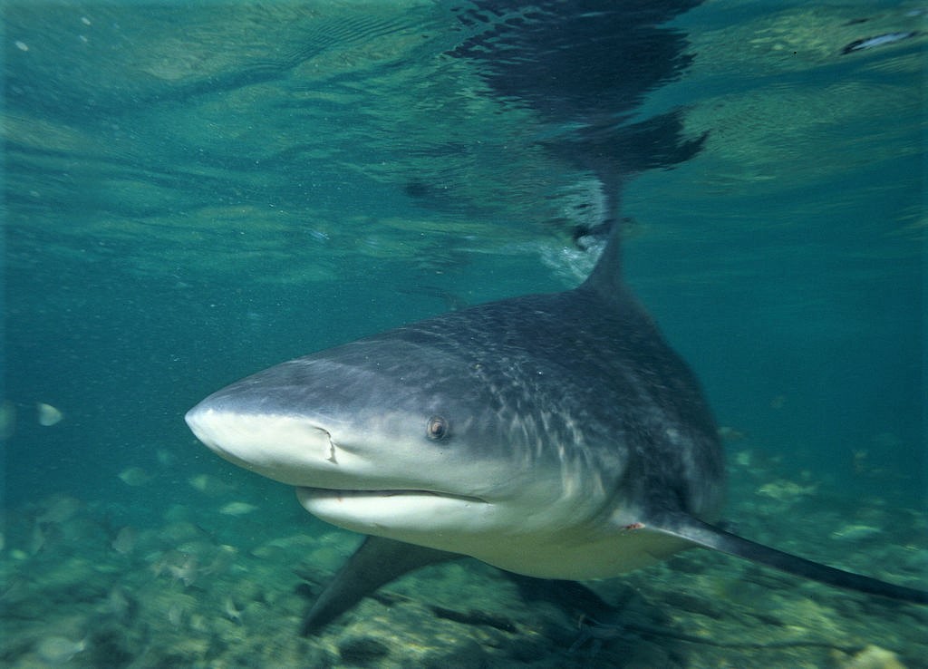 Pregnant Wife Risks Life to Save Husband From Shark Attack