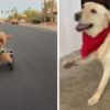 10 Adorably Wiggly Dogs With Cerebellar Hypoplasia