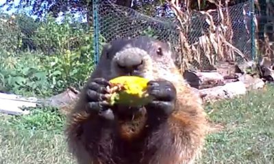 11 Times Chunk The Groundhog Couldn’t Resist Chowing Down On Gardener’s Veggies