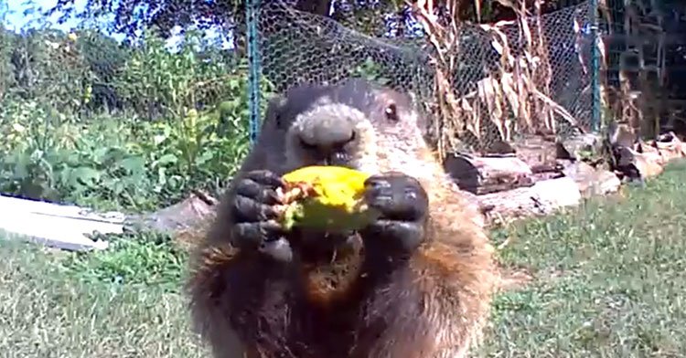 11 Times Chunk The Groundhog Couldn’t Resist Chowing Down On Gardener’s Veggies