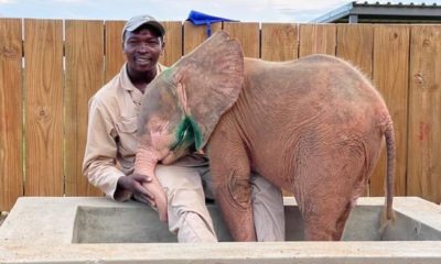 Albino Elephant Calf Who Was Caught In A Snare Touches Hearts With Inspiring Recovery.