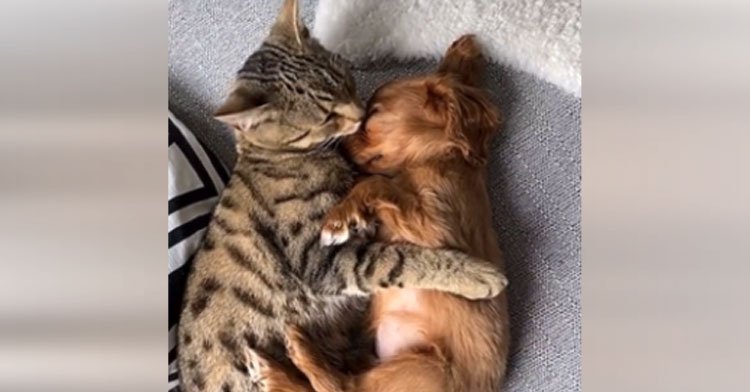 Cat And Puppy Besties Are Completely "Obsessed" With Each Other.