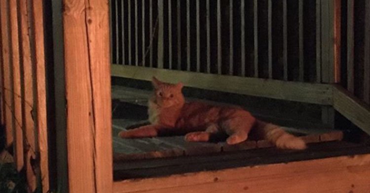 Man Spends A Year Earning Stray Cat’s Trust And Now They’re Best Friends.