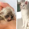 10 Rescue Cats Who Completely Transformed After Finding Their Forever Homes