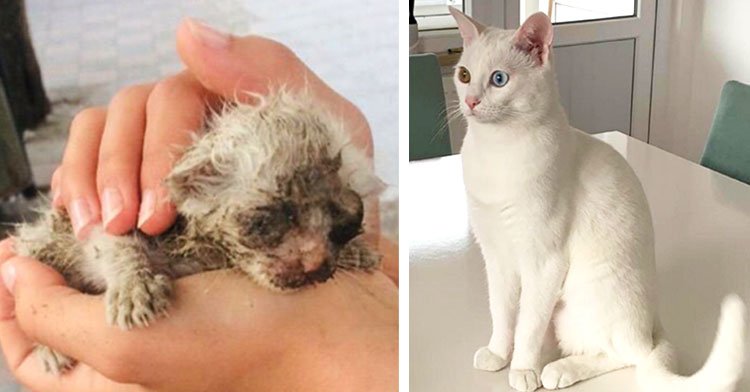 10 Rescue Cats Who Completely Transformed After Finding Their Forever Homes