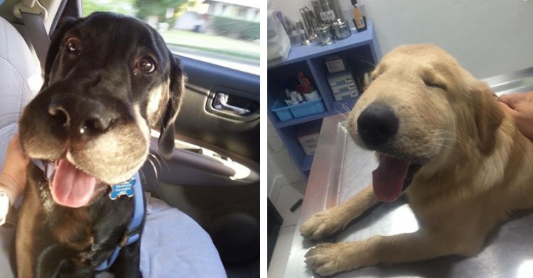 15 Dogs Who Gave Bees A Try And Are Full Of Regret