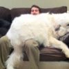 15 Enormous Dogs Who Are Convinced They’re Still Puppies