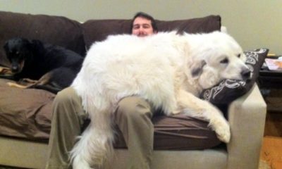 15 Enormous Dogs Who Are Convinced They’re Still Puppies