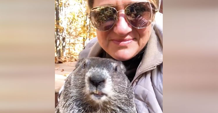 Baby Groundhog Adopts Human Who Rescued Her From Busy Road.