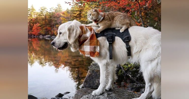 Cat Hitches Rides On Shy Dog's Back And Now They're Best Friends.