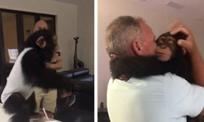 Chimpanzee Has Best Reaction When He Sees The Humans Who Saved His Life.