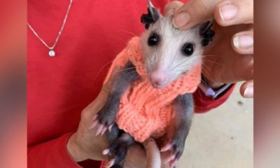 Public Knits Adorably Tiny Sweaters For Rescued Opossum With Alopecia.