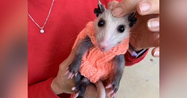 Public Knits Adorably Tiny Sweaters For Rescued Opossum With Alopecia.
