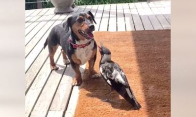 Rescued Baby Magpie Finds New Bestie In Family Dog.