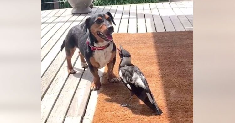Rescued Baby Magpie Finds New Bestie In Family Dog.