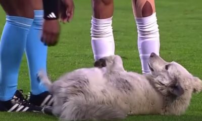 Stray Dog Hilariously Crashes Pro Soccer Game — And Ends Up Finding His Forever Home!