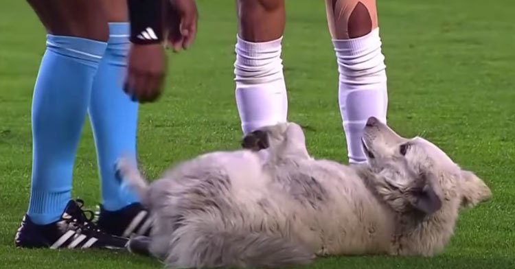 Stray Dog Hilariously Crashes Pro Soccer Game — And Ends Up Finding His Forever Home!