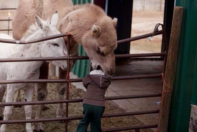 Logic Problems for Parents: So a Camel Is Eating Your Child's Head... - The Mom Beat