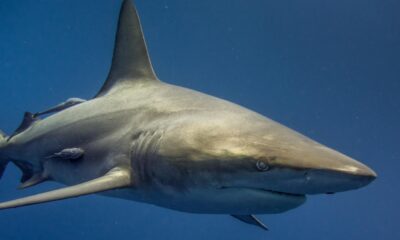 11-Year-Old Boy Says He's Happy To Be Alive Recalling Moments a Bull Shark Bit Him