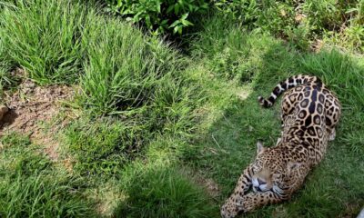 Charges Filed Against Texas Mom Who Illegally Trafficked a Jaguar Cub to California