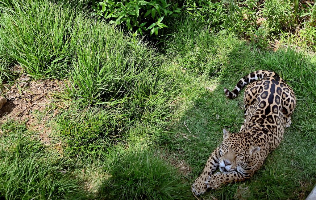 Charges Filed Against Texas Mom Who Illegally Trafficked a Jaguar Cub to California