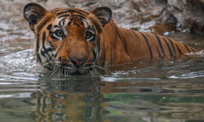 Mom Fights off Tiger With Bare Hands to Rescue Toddler Son From Its Jaws