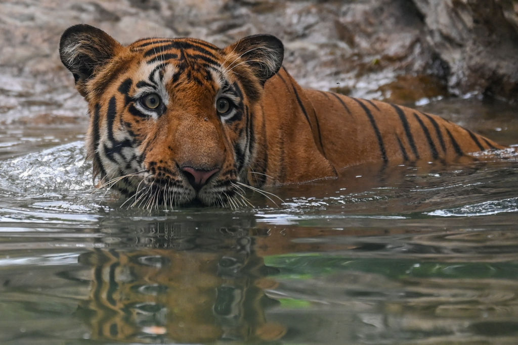 Mom Fights off Tiger With Bare Hands to Rescue Toddler Son From Its Jaws