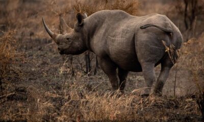 World Rhino Day: Everything You Should Know on This Special Day
