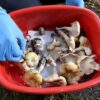 Massachusetts Mom, Son Hospitalized With Severe Liver Damage After Consuming Foraged Mushrooms