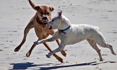 Ohio Woman Charged With Felony Assault and Child Endangerment After Allegedly Using Dog to Attack a Girl