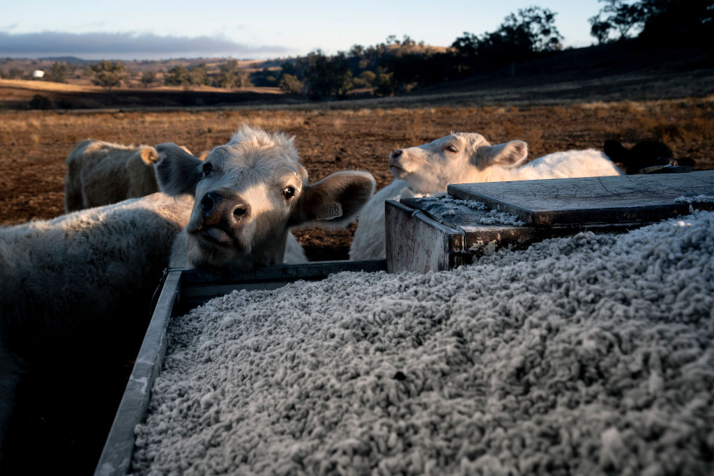Teen Student Takes Over Family Farm After Father Suffers Stroke