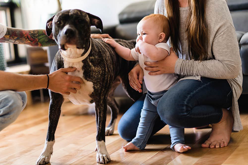 How to Introduce Your Pet to Your New Baby - Pregnancy & Newborn Magazine