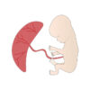 The Power of the Placenta - Pregnancy & Newborn Magazine