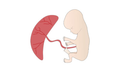 The Power of the Placenta - Pregnancy & Newborn Magazine