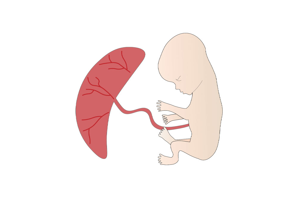 The Power of the Placenta - Pregnancy & Newborn Magazine