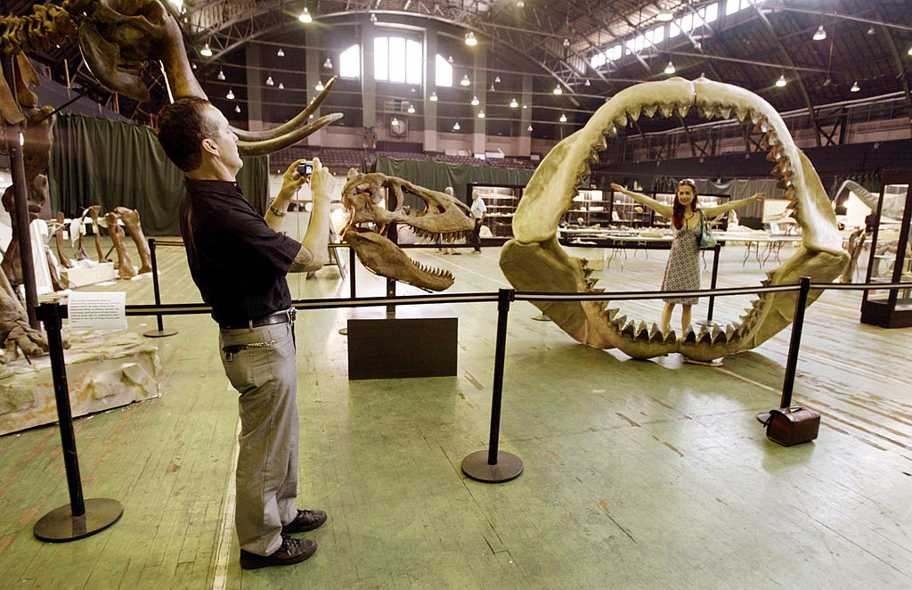 9-Year-Old Maryland Girl Finds Tooth Remains of Extinct Shark