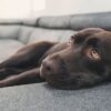 If You're A Dog Owner, Be Aware Of These Signs Of Flu In Your Pet
