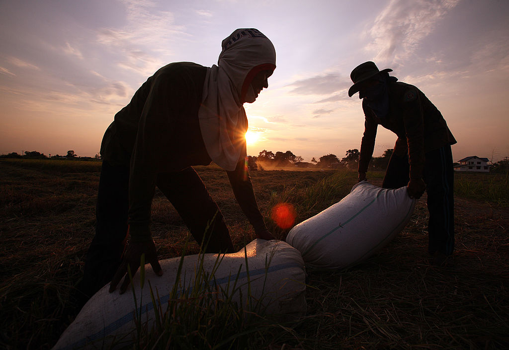 Global Rice Shortage: Food Security at Risk as Production Drops in China, Pakistan