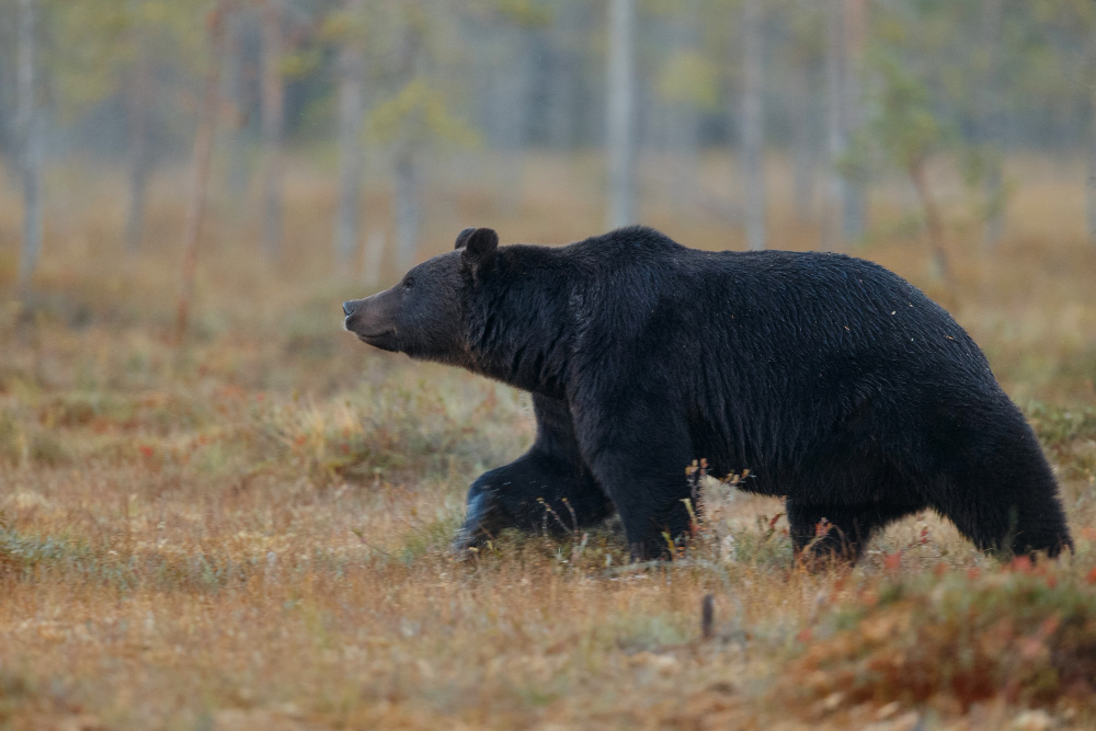 Bear Attack in Pennsylvania: Two Children Treated for Bites and Scratches, Officials Euthanize Aggressive Animal After Assault