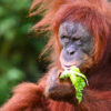Orangutan Melts Hearts as It 'Asks' To See Baby, 'Kisses' Glass Enclosure