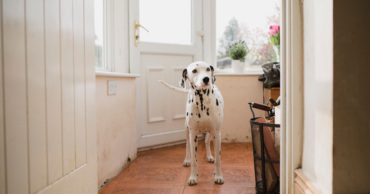 You Might Be Surprised To Learn What's On Your Dog's Paws